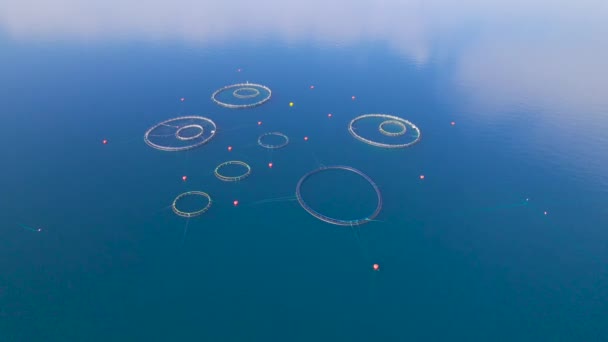Aerial Aquafarm Med Rundmaskiga Inhägnader För Fiskodling Adriatiska Havet Industriell — Stockvideo