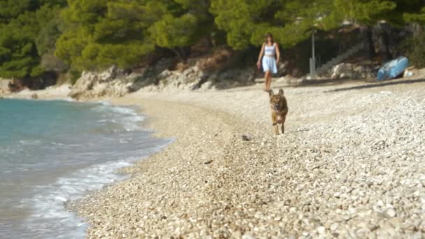 アドリア海の美しい小石のビーチで所有者とかわいい犬 海で凍る犬と魅力的な若い女性とクリスタルクリア波の海水を見て — ストック動画