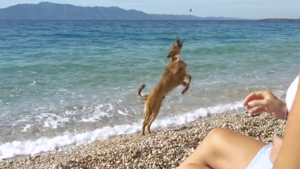 Słodki Piesek Właścicielem Pięknej Żwirowej Plaży Nad Adriatykiem Atrakcyjna Młoda — Wideo stockowe