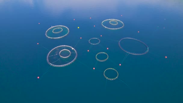Aerial Aquafarm Okrouhlými Oky Pro Chov Ryb Jaderském Moři Průmyslová — Stock video