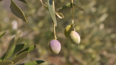 Sıcak Adriyatik güneşi altında yapraklı dallardan sarkan olgun yeşil zeytinler. Petrol üretimi için ekilmiş zeytinlikler Dalmaçya 'nın dört bir yanındaki elverişli Akdeniz ikliminde gelişiyor..