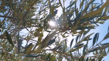 Olgun zeytin dalıyla dolu yemyeşil zeytin dallarında güneş ışınları parıldıyor. Güneşli Hvar adasında elverişli Akdeniz ikliminde doğal petrol üretimi için zeytin ağaçları yetiştiriliyor..