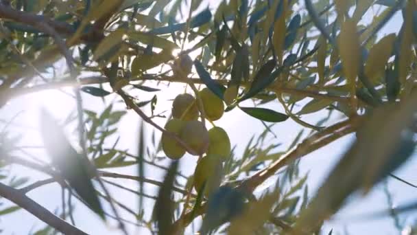 レンズフレア 閉じます 熟した緑のオリーブとオリーブの枝を通して太陽の目 Hvarの日当たりの良い島に有利な地中海性気候での天然油の生産のためのオリーブの木の栽培 — ストック動画