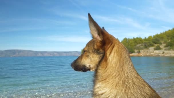가까이 다가가면 Dof 해변에 머리를 강아지가 주위를 스러운 의개는 날푸른 — 비디오