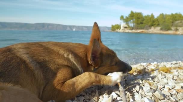 Uzavřete Dof Roztomilý Pes Zaneprázdněn Okousáváním Dřevěné Větve Pláži Procházka — Stock video
