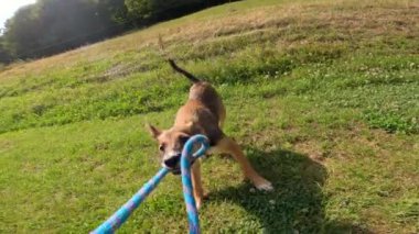 Sahibi, çekiştirmece oynarken sevimli melez yavru köpekle bağ kuruyor. Oyuncu köpek yavrusu oyun sırasında ipi çekiyor ve yakalıyor. Yeşil bahçede oyun saatinde enerjik ve sevimli bir köpek..