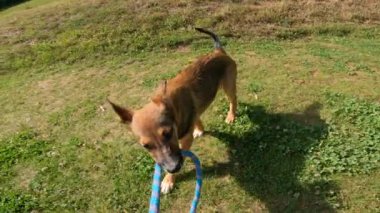 Sevimli yavru köpek, sahibinin ipini çekerken koşup zıplıyor. Oyuncu köpek halatı çeker ve çekiştirme oyununda ipi yakalar. Yeşil bahçede oyun saatinde enerjik ve sevimli bir köpek.