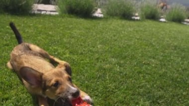 POV, yakın çekim: Enerjik kahverengi köpek sahibi ile oynarken bir römorkör oyuncağı çekiyor. Oyuncu köpek halatı çeker ve çekiştirme oyununda ipi yakalar. Neşeli ve sevimli köpek güneşli bahçede oyun saatinde.