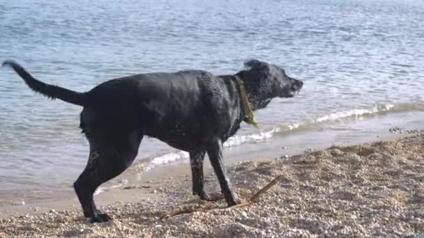 Moción Lenta Perro Negro Raza Mixta Mojado Sacude Agua Después — Vídeos de Stock