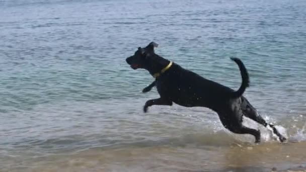 Slow Motion Cani Adorabili Corrono Saltano Mare Dopo Bastone Legno — Video Stock