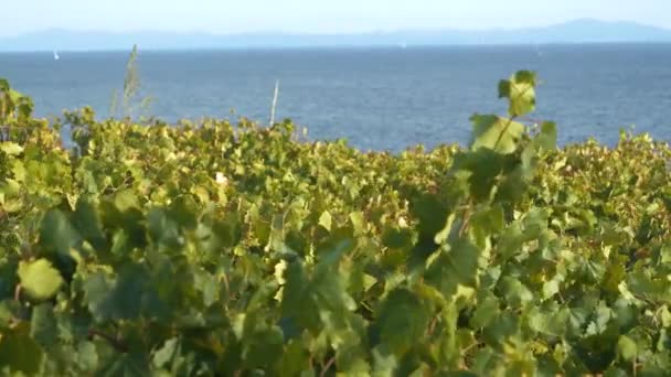 Dof 夏の風が海の素晴らしい景色と緑豊かなブドウ畑を吹き抜ける 潮風に揺れる緑のブドウの葉 Hvarの日当たりの良い島で有利な地中海性気候でブドウを栽培 — ストック動画