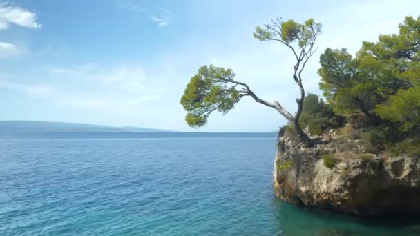 阳光明媚的日子里 碧蓝晶莹的海水环绕着著名的布雷拉石 达尔马提亚旅游村Brela附近一块远离海岸 长满松树的石头的自然特征 — 图库视频影像