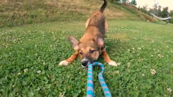 Canlı Köpek Yavrusu Koşar Bir Halatı Çekerken Çimlerin Üzerinde Zıplar — Stok video