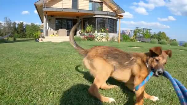 Pov 밧줄을 정원에서 에너지가 넘치는 강아지와 비둘기 마리가 줄을잡아당기면서 잔디밭에서 — 비디오