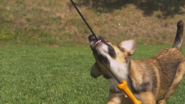 Fechar Bonito Cachorro Pastor Misto Puxando Brinquedo Rebocador Jogar Jardim — Vídeo de Stock