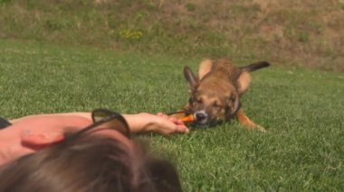 Sahibi ve köpeği yeşil çimlerin üzerinde uzanıyor ve bir çekme oyuncağıyla oynuyor. Sevimli kahverengi köpek yavrusu oyuncağını çekerek sallıyor. Enerji dolu genç bir köpekle uğraşmak..