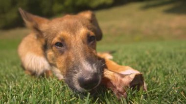 Yaklaş, sevimli köpek yavrusu diş çıkarma rahatsızlığını hafifletmek için atıştırmalık bir şeyler yiyor. Şirin kahverengi köpek, lezzetli, kurutulmuş doğal bir ziyafeti çiğnemekle meşgul. Eğitimden sonra küçük köpek için hak edilmiş bir ödül..