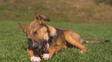 Yavru köpek, bahçedeki çimlere uzanıyor ve itaat eğitiminden sonra lezzetli bir çiğneme tatbikatının tadını çıkarıyor. Şirin kahverengi köpek diş çıkarma rahatsızlığını hafifletmek için lezzetli, kurutulmuş doğal bir atıştırmalığı çiğnemekle meşgul..