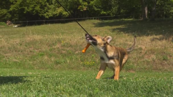 Fechar Filhote Cachorro Forte Puxando Brinquedo Corda Enquanto Brincava Com — Vídeo de Stock