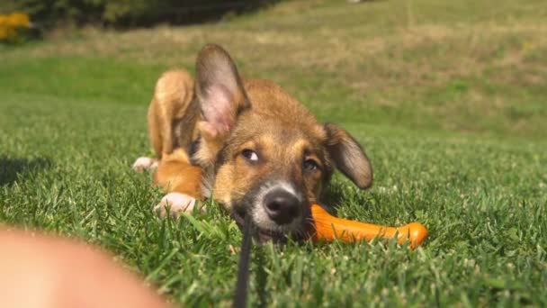 Pov Fechar Filhote Cachorro Puxando Sacudindo Brinquedo Rebocador Enquanto Joga — Vídeo de Stock