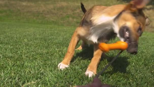 Pov Close Een Jonge Hond Schudt Trekt Zijn Sleepspeelgoed Tijdens — Stockvideo