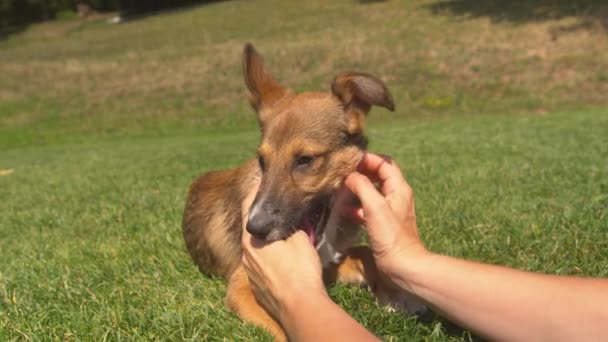 Pov Cerrar Manos Suavemente Abrazando Adorable Cachorro Joven Marrón Jardín — Vídeos de Stock