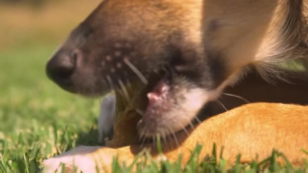 Sluiten Dof Jonge Bruine Hondje Druk Bezig Met Kauwen Een — Stockvideo