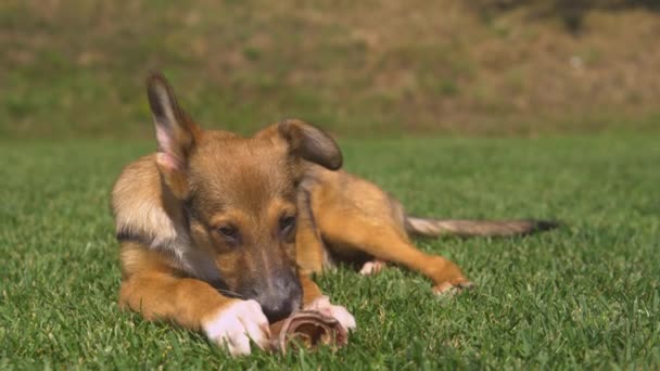 Anjing Coklat Terletak Halaman Hijau Dan Menikmati Makanan Yang Kenyal — Stok Video