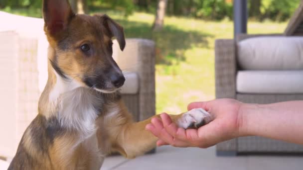 Fechar Dof Filhote Cachorro Pequeno Uma Pata Seu Dono Durante — Vídeo de Stock