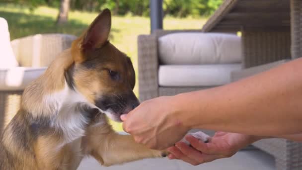 Şirin Kahverengi Köpek Temel Komutları Pozitif Eğitimle Öğreniyor Küçük Bir — Stok video