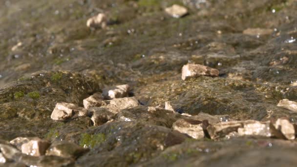 Close Dof Vallende Water Druppels Sijpelen Door Kalksteen Rots Karst — Stockvideo