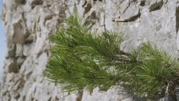 Dik Bir Kaya Yüzeyindeki Çatlaktan Çıkan Yeşil Çam Fidanı Küçük — Stok video