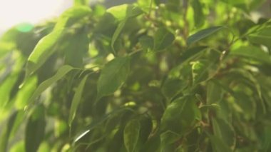 Ağacın yeşil yaprakları güneş ışığıyla