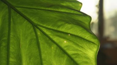 Canlı yeşil alocasia makro hiza yaprağının yapısı. bitkide görünür damarlar 