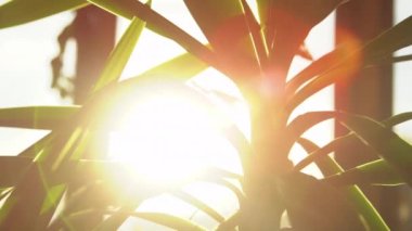 Sabah güneşi yemyeşil yukka çiçeklerinin yaprakları arasında parlıyor.