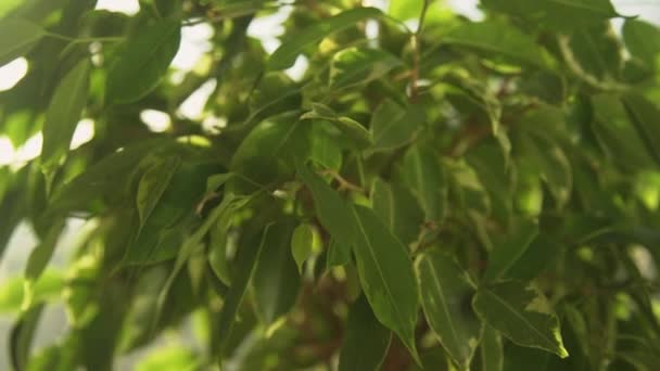 Hodowla Domowa Drzewa Ficus Benjamina Złotym Wieczornym Świetle Close Widok — Wideo stockowe
