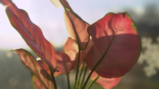 朝の光でアグラノネマの素晴らしいピンクと緑の色の葉 直立した色鮮やかな葉を通して輝く黄金の太陽の光 — ストック動画