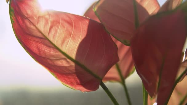 Motif Veineux Des Feuilles Aglaonema Rose Vert Rayons Soleil Dorés — Video