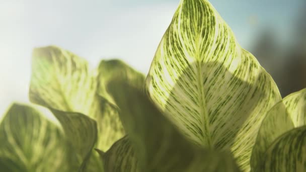 Philodendron Feuilles Birkin Lumière Précoce Matin Doré Rayons Soleil Brillent — Video
