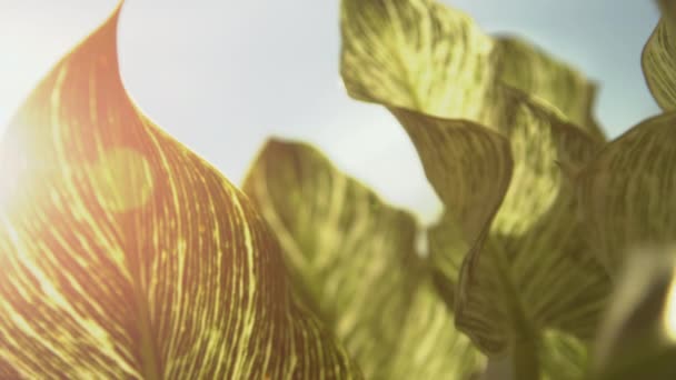Lumière Soleil Matin Révèle Motif Feuilles Birkin Philodendron Rayons Soleil — Video