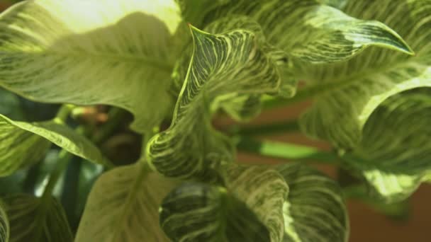 縞模様のフィロデンドロンの葉の回転ビデオショット エキゾチックな植物の緑と白のパターンは — ストック動画