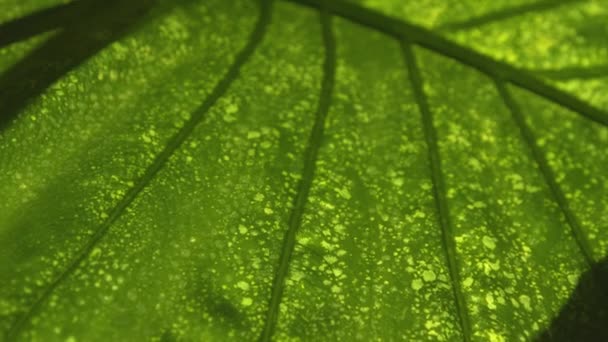 Zielony Liść Alocasia Roślin Wewnętrznych Makrorhiza Zmianami Chorobowymi Uszkodzone Liście — Wideo stockowe