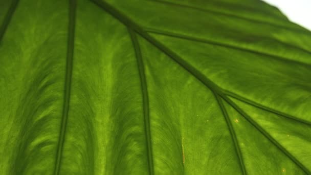 Ярко Зеленый Здоровый Лист Структуры Тропической Алоказии Macrorrhiza Детальный Вид — стоковое видео