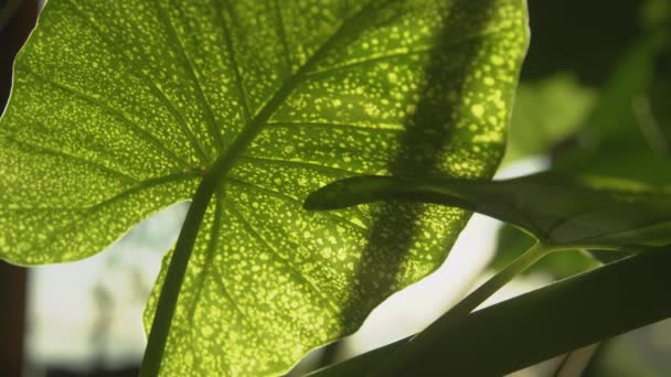 Feuillage Endommagé Plantes Tropicales Intérieur Avec Sève Végétale Aspirée — Video