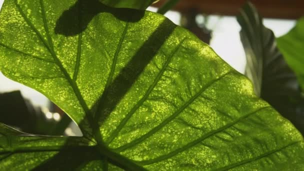 Widoczne Uszkodzenia Dużym Zielonym Liściu Tropikalnego Olbrzymiego Taro Houseplant — Wideo stockowe