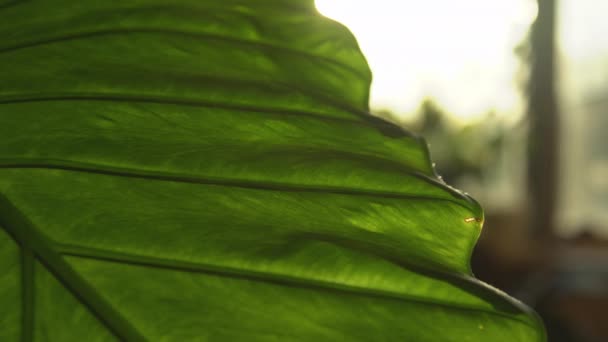 Piękny Detal Zielonych Liści Porannym Słońcu Tropikalna Olbrzymia Alocazja Roślin — Wideo stockowe