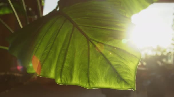 Duży Zielony Liść Olbrzymiej Alocazji Pięknym Porannym Słońcu Widoczne Żyły — Wideo stockowe