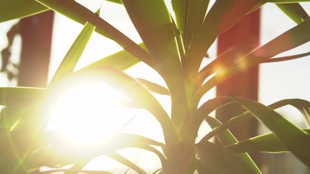 Солнце Светит Сквозь Зеленые Листья Юкки Растение Домашних Условиях — стоковое видео