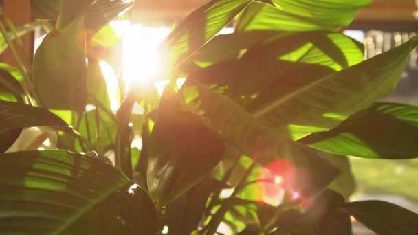 Sol Dorado Brillando Través Exuberantes Hojas Verdes Spathiphyllum Planta Interior — Vídeos de Stock