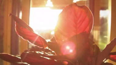 Calathea Roseopicta yapraklarının arasından sabah güneşi parlar. Çarpıcı pembe ve yeşil yapraklar tropikal bitkiler. 